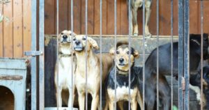 Dog Meat in south korea